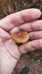 Cystoderma carcharias fallax