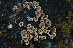 Resupinatus striatulus