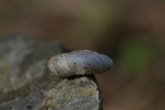 Eopolita protensa