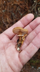 Cystoderma carcharias fallax