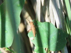 Coryacris angustipennis