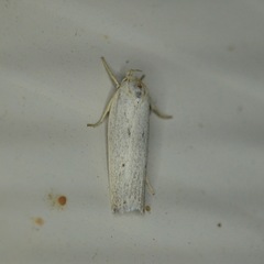 Gonioterma mistrella