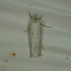 Gonioterma mistrella