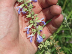 Salvia pallida