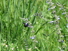Salvia pallida