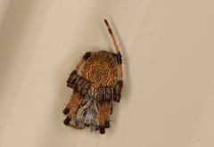 Salsa brisbanae