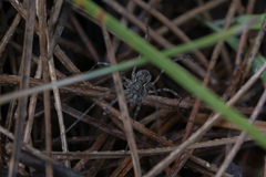 Metaplatybunus rhodiensis