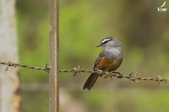 Montecincla fairbanki