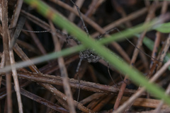 Metaplatybunus rhodiensis