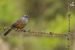 Montecincla fairbanki