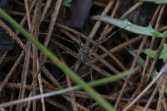 Metaplatybunus rhodiensis