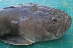 Uranoscopus dollfusi