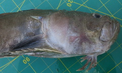 Uranoscopus dollfusi