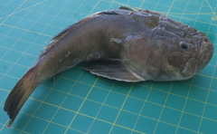 Uranoscopus dollfusi