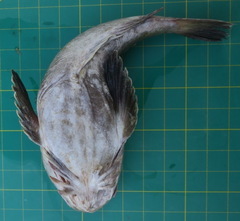 Uranoscopus dollfusi