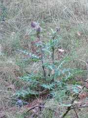 Cirsium ehrenbergii