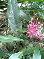 Pavonia multiflora