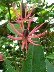 Pavonia multiflora