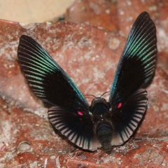 Lyropteryx apollonia