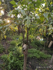 Vasconcellea × pentagona