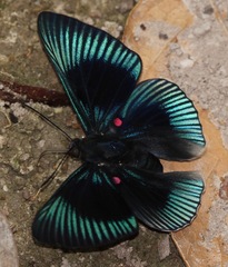 Lyropteryx apollonia