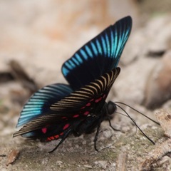 Lyropteryx apollonia