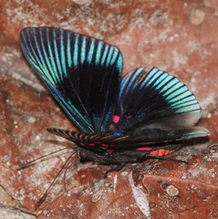 Lyropteryx apollonia