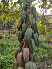 Vasconcellea × pentagona