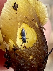 Pogonognathellus dubius