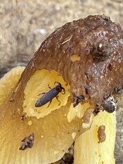 Pogonognathellus dubius