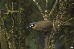 Montecincla cachinnans