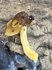 Pogonognathellus dubius