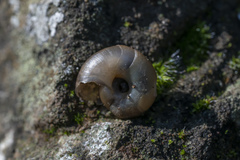 Eopolita protensa
