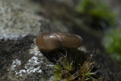 Eopolita protensa