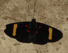 Melanis electron