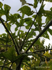 Vasconcellea × pentagona