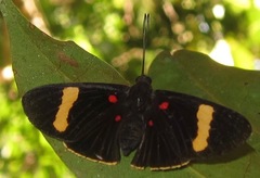 Melanis electron