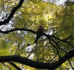 Turdus migratorius