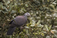 Columba elphinstonii