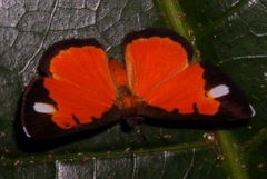 Mesene leucophrys