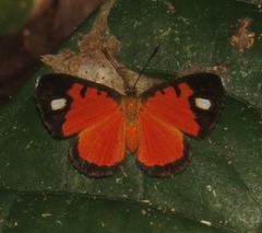 Mesene leucophrys
