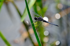 Libellula incesta