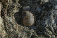Levantina spiriplana