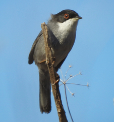 Curruca melanocephala