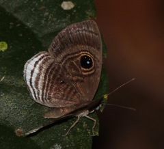 Mesosemia lacernata