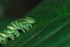 Polyura