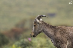 Nilgiritragus hylocrius