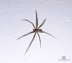 Loxosceles hirsuta