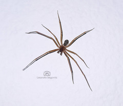 Loxosceles hirsuta