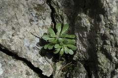 Rosularia serrata